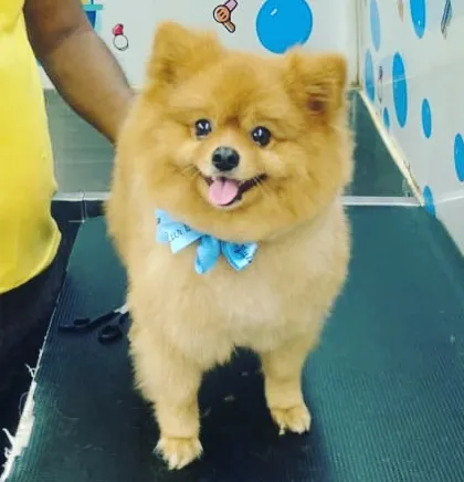 This adorable Pomeranian is looking extra fluffy and perfectly coiffed. A proper groom brings out the best in their beautiful coat.