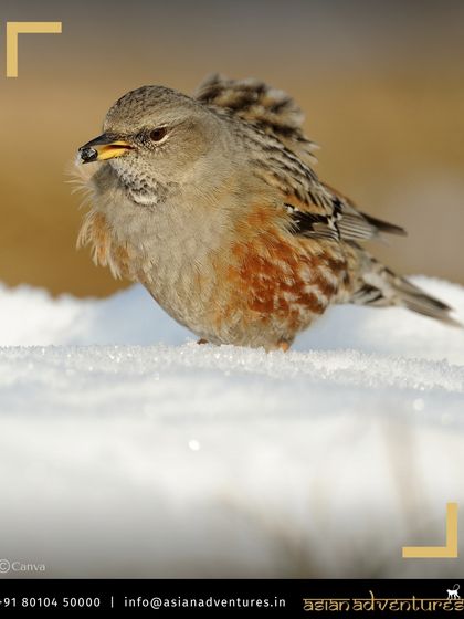 Himalayan Expeditions: Birds & Snow Leopards photo 32