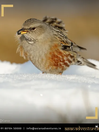 An Alpine Accentor forages in the snow, a testament to the resilience of life in the harsh Mongolian Altai mountains. This species is also a target on our Indian Himalayan tours.