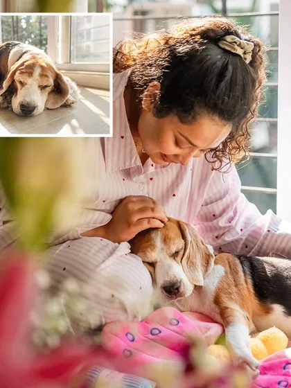 A collage showing the sleepy and cuddly side of Rrari the Beagle during her at-home session. The main image captures a tender moment with her mom in the warm sunlight.