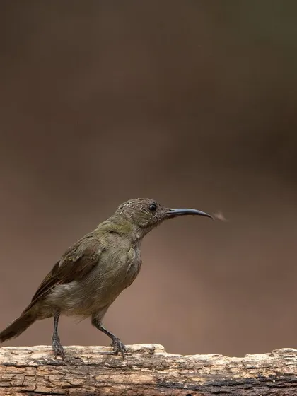A female Purple Sunbird, subtly beautiful, caught in a moment of stillness.