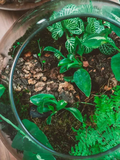 An overhead view of a bowl terrarium, showing the rich variety of ferns and other plants. These miniature ecosystems are a beautiful slice of nature.
