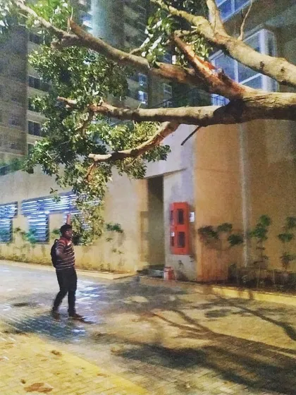 A fully grown tree successfully relocated within a residential complex. We often work at night to minimize disruption, ensuring that established landscapes can be preserved even when new construction is happening.
