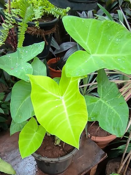 Rare & Collector's Plants photo 32