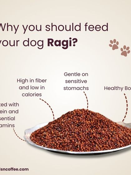 Ragi is a superfood for your super pup! It's packed with protein, high in fiber, gentle on sensitive stomachs, and great for healthy bones. A fantastic, nutritious addition to your dog's diet.