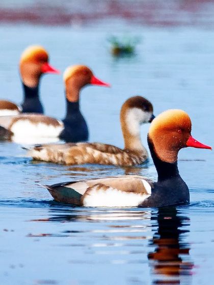 A group of Red-crested Pochards swimming in a line. Getting your "ducks in a row" is an expression that comes to life when you see these birds in the wild.