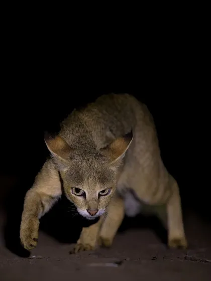 A Jungle Cat in a tense, crouching posture, captured at night. This shot conveys the stealth and intensity of a small, nocturnal predator.