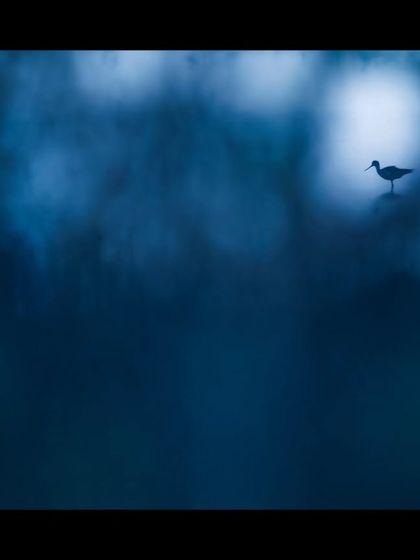 A lone wader is reduced to a simple silhouette against a dreamy, blue-toned background. This minimalist and moody shot proves that sometimes the quietest moments are the most powerful.