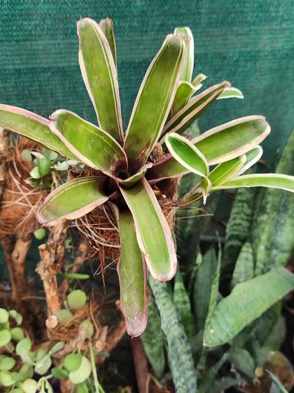 This variegated Bromeliad showcases beautiful pink-edged leaves, making it a unique and colorful addition to your indoor plant collection.