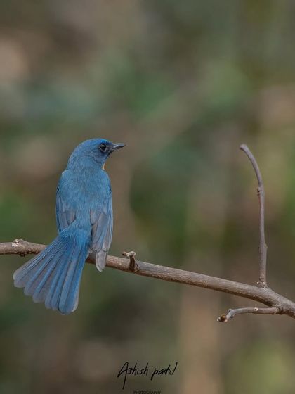 The back view of the Tickell's Blue Flycatcher, showing off its tail feathers. Sometimes the most interesting shots come from unconventional angles.
