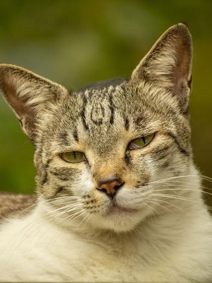 A close-up of a tabby cat with a sleepy, content expression, enjoying the outdoors.