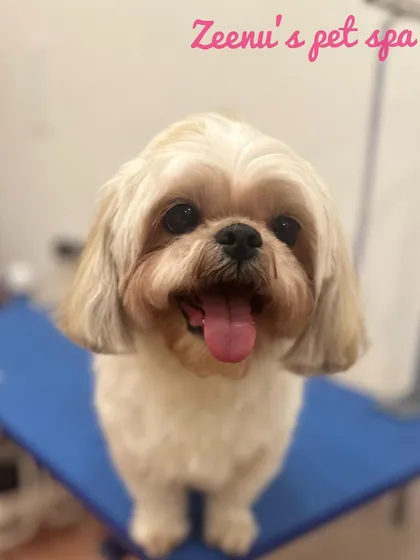 Penny the Shih Tzu is showing off her happy smile and fresh haircut. I specialize in breed-specific trims that are both beautiful and practical, ensuring your dog leaves looking and feeling their absolute best.