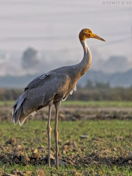A young Sarus Crane in the golden hour, its plumage not yet the deep grey of an adult, but beautiful in its own right.