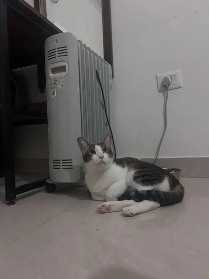 Gogo enjoying the warmth from the heater. I ensure the environment is comfortable for all my guests, especially during the colder months.