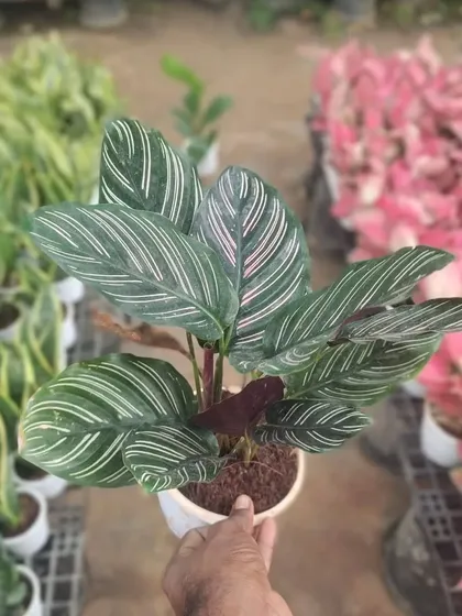 The Calathea Ornata, or Pinstripe Plant, has stunning leaves that look like they've been hand-painted with pink stripes. It's a beautiful but slightly more demanding indoor plant.