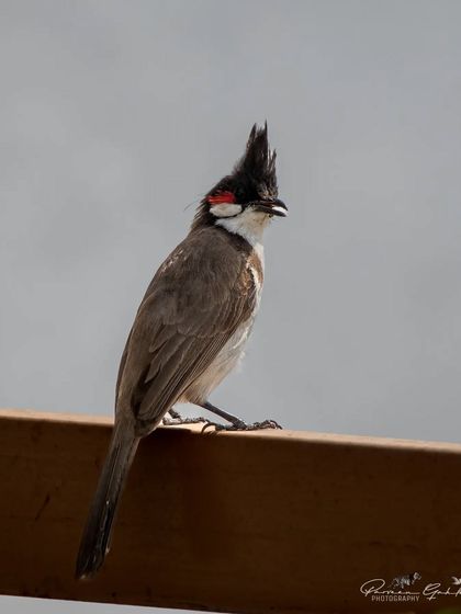 A Red-whiskered Bulbul with its prominent crest, perched on a railing.
