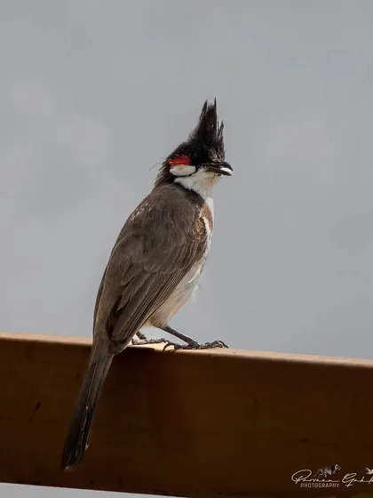 A Red-whiskered Bulbul with its prominent crest, perched on a railing.