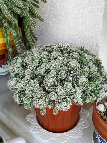 A very full and healthy Thimble Cactus (Mammillaria gracilis fragilis) in a terracotta pot. It grows in dense clusters of small, round offsets.