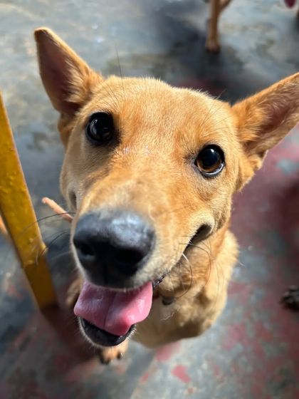 Cupa - Pet Adoption, Fostering & Sponsorship The Golden Years: Our Senior & Special Needs Animals photo 14