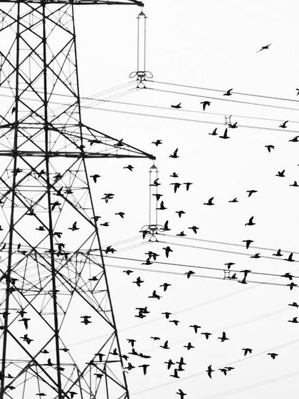 A chaotic flock of migratory birds navigates the maze of power lines over the wetland, a daily struggle for survival.