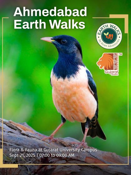 Urban Bird Watching photo 6