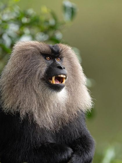 A portrait of a male Lion-tailed Macaque, showing the intensity in its eyes.