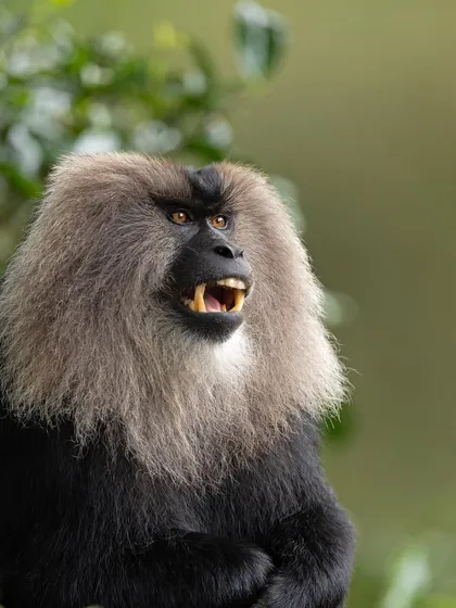 A duplicate of image 274, this portrait captures the intense expression and magnificent mane of the macaque.