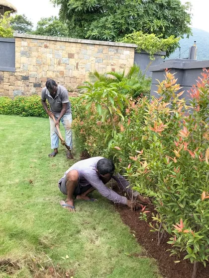 We planted new hedges along the lawn border to create a sense of privacy and structure in the villa's garden.