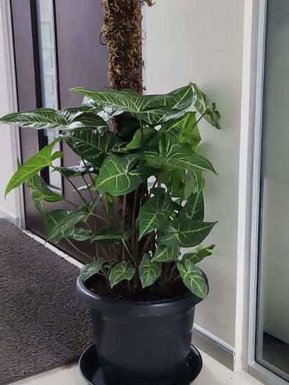 Corporate & Office Plantscaping photo 25