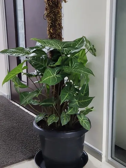 A large Syngonium on a moss pole, provided through our plant rental service. This is a great low light tolerant option for indoor spaces.
