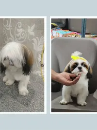 Pet Grooming