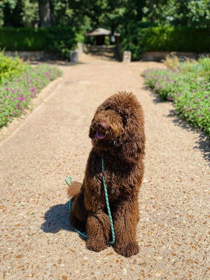 Tulsa Dog Trainer - Immersive Board & Train Programs Board & Train Graduates photo 135
