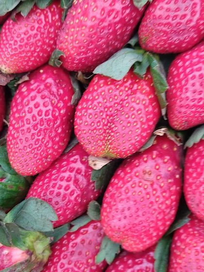 A close-up of bright red, juicy strawberries, a highlight of the winter season.