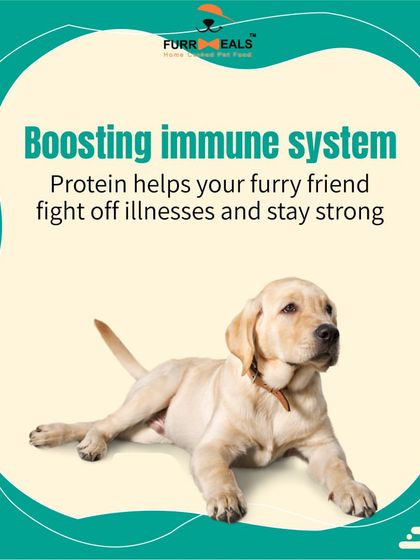 This series breaks down the many roles of protein. It fuels fun and adventures, builds strong muscles, boosts the immune system, supports happy joints, and contributes to a shiny skin and coat.
