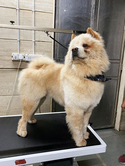 Simba the Chow Chow is standing proud, showing off his magnificent, well-groomed coat.