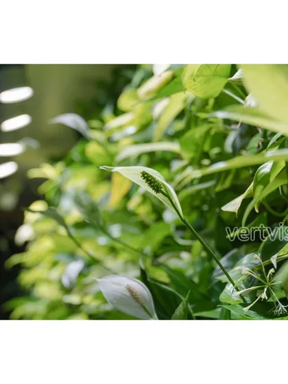A close-up view of a blooming Peace Lily within one of our indoor green walls. We select healthy, thriving plants to ensure every installation is not only green but full of life, adding delicate details that enhance the overall look.