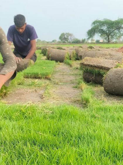 My team at work, carefully preparing the grass rolls. It's a collaborative effort to ensure every order is perfect.