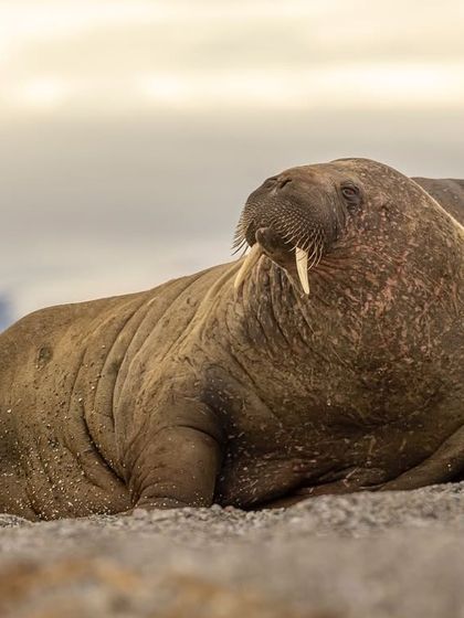 A large male walrus resting on the beach. By approaching the colony slowly and cautiously, we were able to get very close and capture detailed portraits against a dramatic sky.