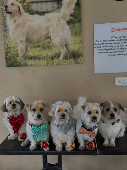 At Therpup, every festival gets a furry twist. Here's our squad celebrating Raksha Bandhan, honoring the special bond we share with our four-legged protectors. These cuties, all dressed up, are our in-house rescue dogs who are the heart of our cafe.