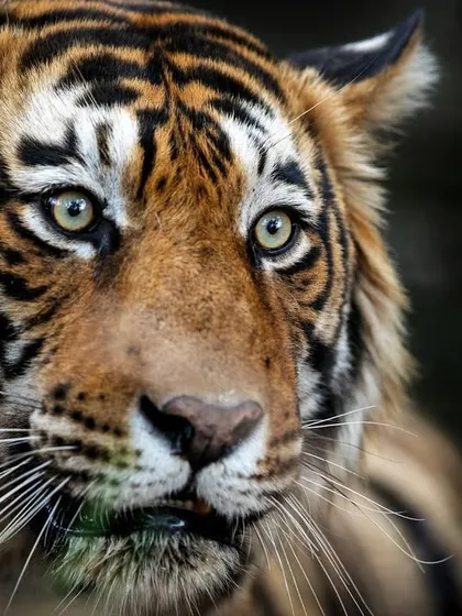 A tribute to the late T57, Singhastha. His story, from a shy cub to a dominant king, is etched in the memory of Ranthambore. Capturing these legends is a privilege.