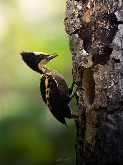 A profile view of the Heart-spotted Woodpecker, showing its crest and powerful beak.