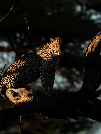 As the sun lit up the background, I adjusted my exposure to capture this evenly lit frame of the Samburu leopard. This demonstrates how to adapt to changing light in the field.