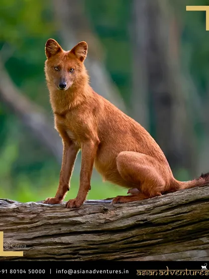The Dhole, or Asiatic Wild Dog, a highly social and efficient predator, seen here in the Western Ghats. Our tours highlight the complete biodiversity of a region, including lesser-known but equally fascinating species.