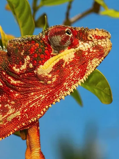 A Panther Chameleon in brilliant red. Males of this species come in a variety of locales, each with its own unique and stunning color pattern. This one was particularly vibrant.