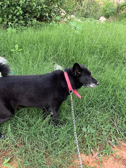Age is just a number here. I was so happy to welcome 15-year-old Blacky. I make sure my senior guests have a calm, comfortable, and safe stay.
