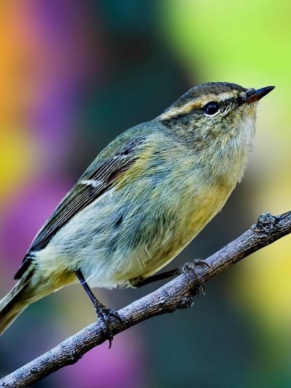A Hume's Warbler sits on a branch against a vibrant, multi-colored background. The beautiful bokeh gives the image an artistic and dreamy quality.