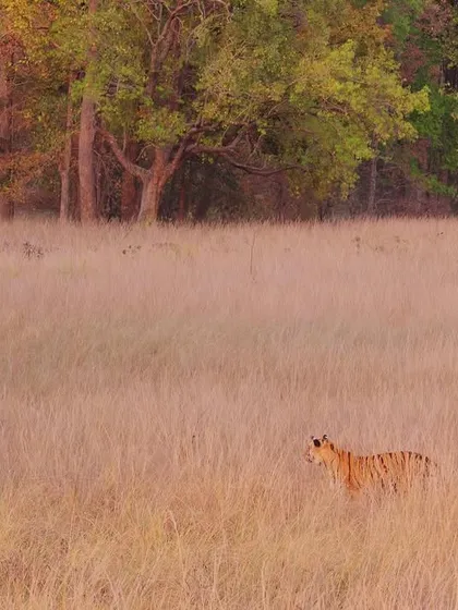 In the dull golden light of a Central Indian evening, a tiger patrols the edge of a forest glade. The contrast between the calm meadow and the gnarled forest creates a scene of immense natural drama.