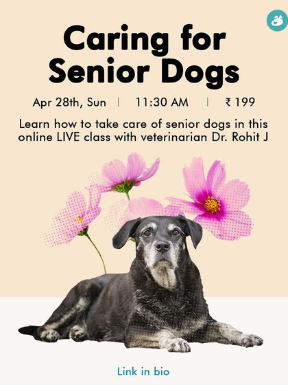 The Pack - Pet Parent Education & Workshops Expert-Led Online Masterclasses photo 11