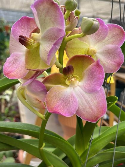 A stunning pink and yellow Vanda orchid, showcasing the beautiful and diverse collection we offer at our nurseries.