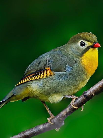A Red-billed Leiothrix is perched on a branch against a solid green background. This clean and simple shot allows the bird's vibrant colors to take center stage.